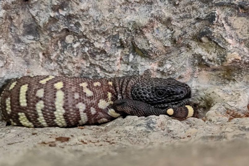 Ядозуб Рио-Фуэрте Предоставлено зоопарком рептилий "Другой мир"