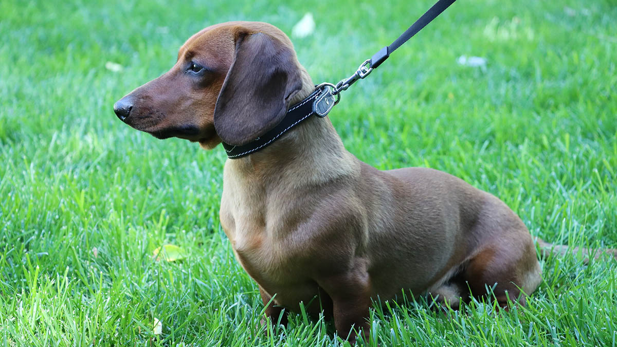 Таксу спасли спустя полтора года выживания на острове Кенгуру