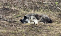 Верный пес МЧС Башкирии продолжает ждать хозяина на пепелище как настоящий Хатико vernyj pes mchs bashkirii prodolzhaet zhdat hozyaina na pepelishhe kak nastoyashhij hatiko-ul-rks-ru-174454163500-0