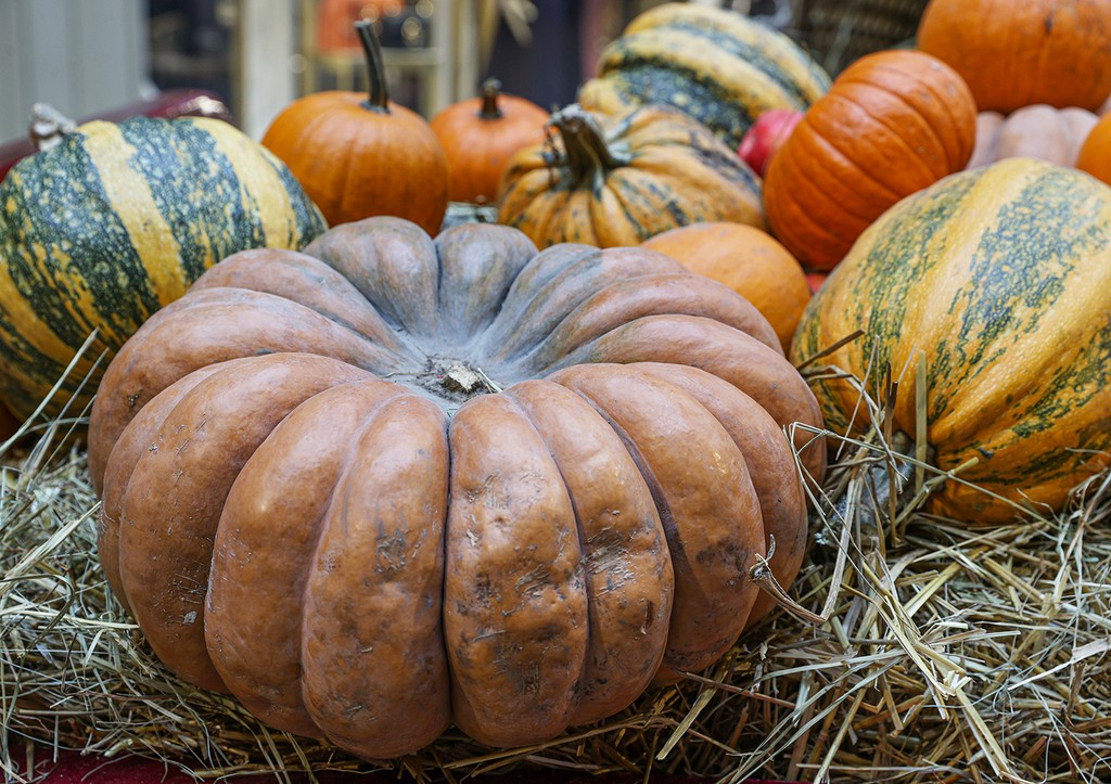 Тыква-гигант: секреты удобрений для рекордного урожая