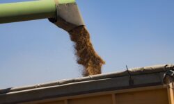 yuzhnaya koreya i novye rynki zerna pomogayut rossijskoj pshenicze sohranyat poziczii-ul-rks-ru-174556047400-0