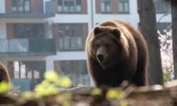 zhiteli iiyamy i nagano proyavlyayut muzhestvo posle vstreche s medvedem-ul-rks-ru-174459825000-0