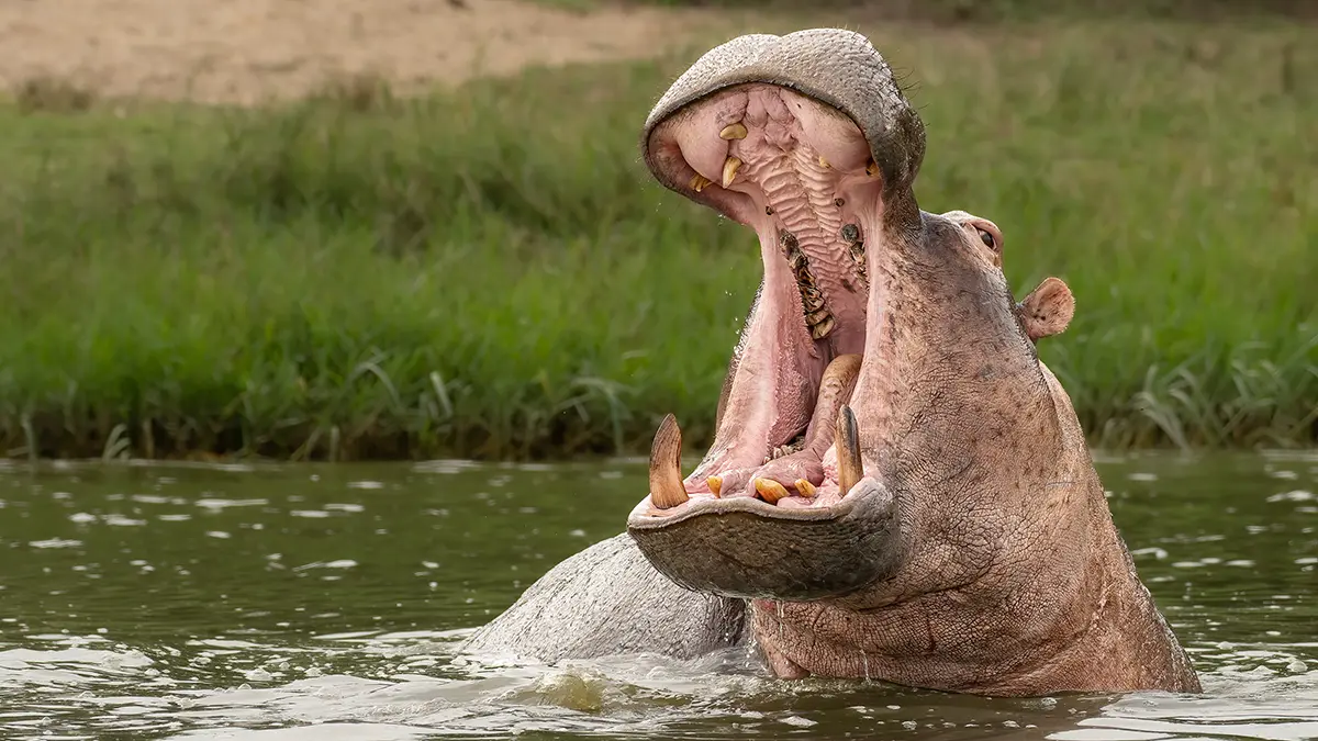 Бегемот в Китае разогнал посетителей зоопарка громким пуком