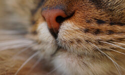 Екатерина Иванова спасает кошку в Воронеже и рассказывает о надежде Домашняя кошка МайкаСеребряно-пру