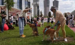 festival lapki ot i moskovskogo zooparka stal prazdnikom zaboty o pitomczah-ul-rks-ru-174843272000-0