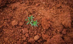 Инновационный биоуголь от Пермского Политеха как способ повышения урожайности innovaczionnyj biougol ot permskogo politeha kak sposob povysheniya urozhajnosti-ul-rks-ru-174833259200-0