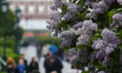 Ирина Окунева из Главного ботанического сада им. Цицина РАН рассказывает о сохранении сирени irina okuneva iz glavnogo botanicheskogo sada im cziczina ran rasskazyvaet o sohranenii sireni-ul-rks-ru-174732617300-0