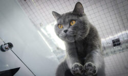 Кошка Мираж выжила после падения в каньон Брайс в Юте ГОСТИНИЦА СЭР КОТ