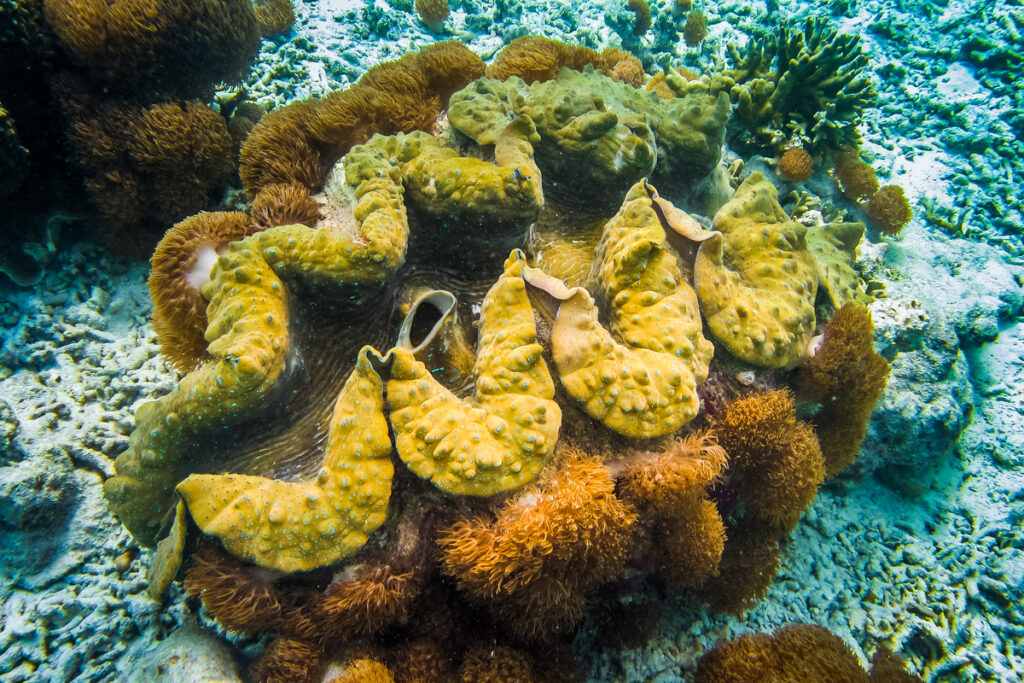 Giant colorful clam Tridacna gigas grows in the bottom in Raja Ampat Indonesia - federal news морская губка
