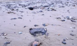 Роспотребнадзор и Анна Попова контролируют очистку пляжей Анапы rospotrebnadzor i anna popova kontroliruyut ochistku plyazhej anapy-ul-rks-ru-174699312800-0