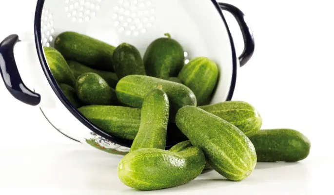 Как вырастить огурцы на окне зимой: полезные советы