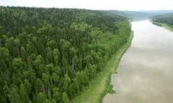 Сибирский федеральный университет и Владимир Шишов исследуют возможности VS-модели для анализа роста ели черной sibirskij federalnyj universitet i vladimir shishov issleduyut vozmozhnosti modeli dlya analiza rosta eli chernoj-ul-rks-ru-174714985300-0