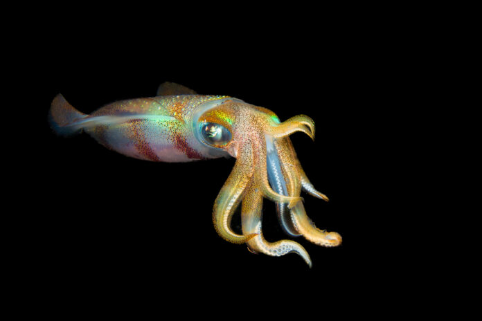 Светлячковый кальмар