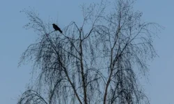 Традиции и советы марта в календаре народных примет на Масленичную неделю tradiczii i sovety marta v kalendare narodnyh primet na maslenichnuyu nedelyu-ul-rks-ru-174795742200-0