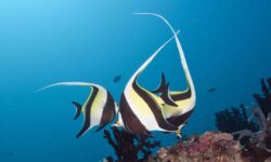 Удивительная находка в мире рыб: Михалис Михалицис и Zanclus cornutus udivitelnaya nahodka v mire ryb mihalis mihaliczis i -ul-rks-ru-174660932100-0