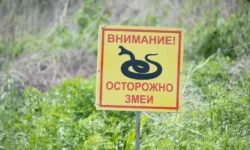 Евгений Соломайкин делится советами о змеях Поволжья и ужах Волги evgenij solomajkin delitsya sovetami o zmeyah povolzhya i uzhah volgi-ul-rks-ru-0