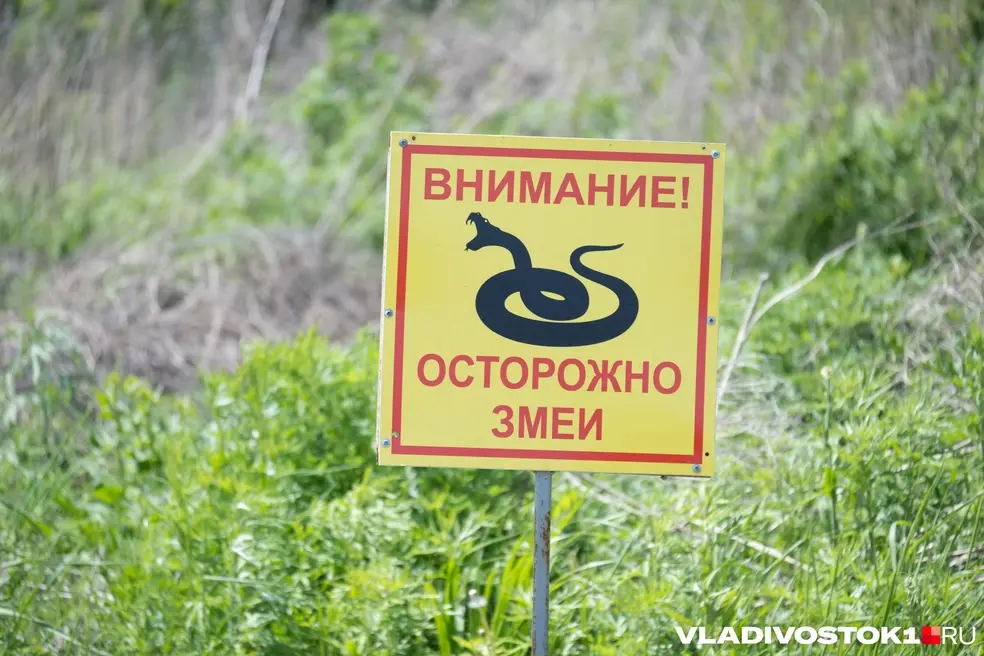 Встреча со змеей нередко заканчивается госпитализацией | Источник: Елена Буйвол / VLADIVOSTOK1.RU