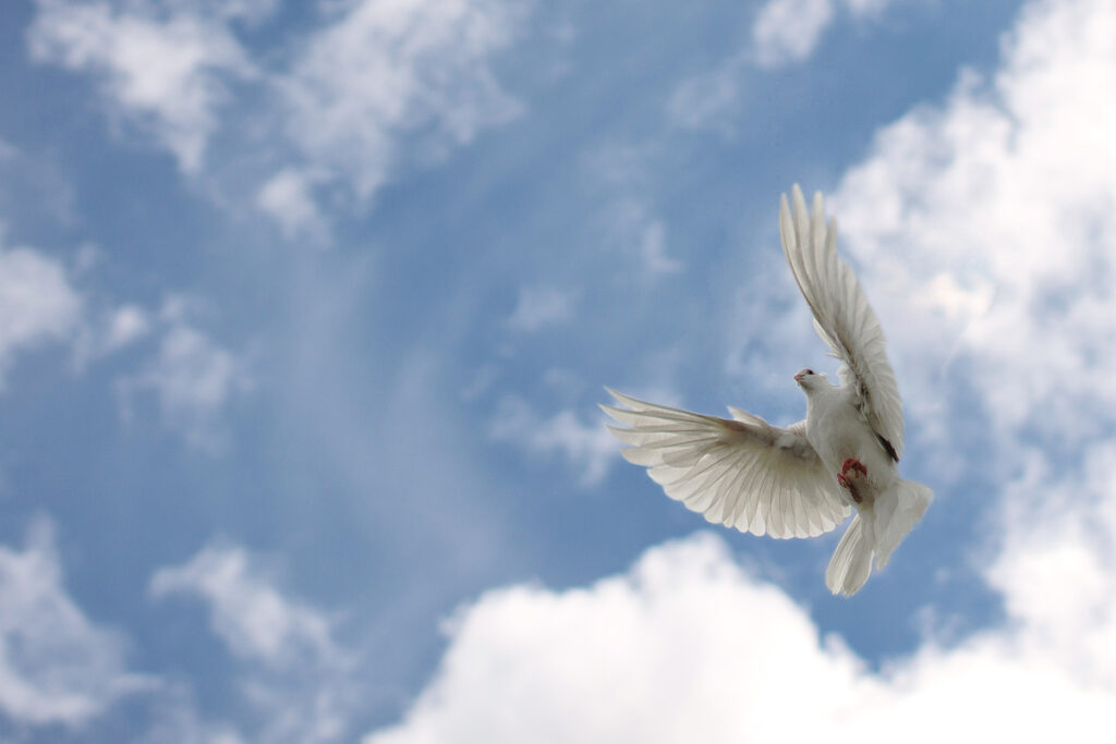 Голубь, летящий на фоне облачного голубого неба