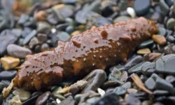 Марва Фарраг и Витор Помин о прорыве с Sulf-2 в Университете Миссисипи marva farrag i vitor pomin o proryve s 2 v universitete missisipi-ul-rks-ru-0