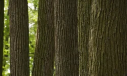 Почему осина, тополь, ель, ива и вяз вызывают настороженность у людей pochemu osina topol el iva i vyaz vyzyvayut nastorozhennost u lyudej-ul-rks-ru-174895687300-0