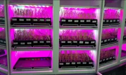 Прорыв СФУ в разработке нового защитного полимера для экопродуктов proryv sfu v razrabotke novogo zashhitnogo polimera dlya ekoproduktov-ul-rks-ru-0