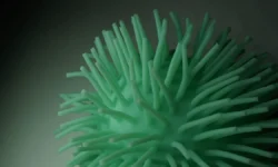 Роспотребнадзор и эксперты контролируют новые штаммы гриппа H5N1 и коронавируса «Нимбус» rospotrebnadzor i eksperty kontroliruyut novye shtammy grippa 51 i koronavirusa nimbus-ul-rks-ru-0