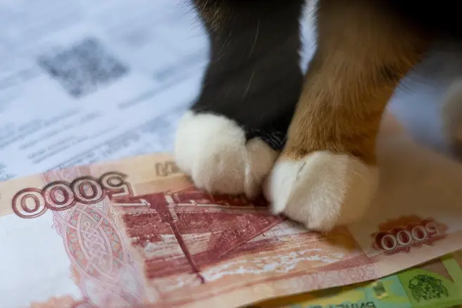 В части ужесточения долгов всё обстоит сложно — сейчас стоимость судебного приказа по взысканию долга выросла до 2 тыс. руб., в результате чего компании не имеют возможности взыскивать долги, если их сумма мала, напоминают в общественном совете при Минстрое | Источник: Елена Буйвол / VLADIVOSTOK1.RU