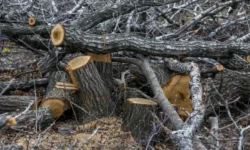 Александр Волобуев обсудил защиту экологии Владивостока и восстановление зеленых зон aleksandr volobuev obsudil zashhitu ekologii vladivostoka i vosstanovlenie zelenyh zon-ul-rks-ru-0