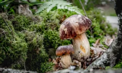 Биолог Анна Гордеева рассказала о 3-килограммовом гиганте из Наро-Фоминска biolog anna gordeeva rasskazala o 3kilogrammovom gigante iz narofominska-ul-rks-ru-0