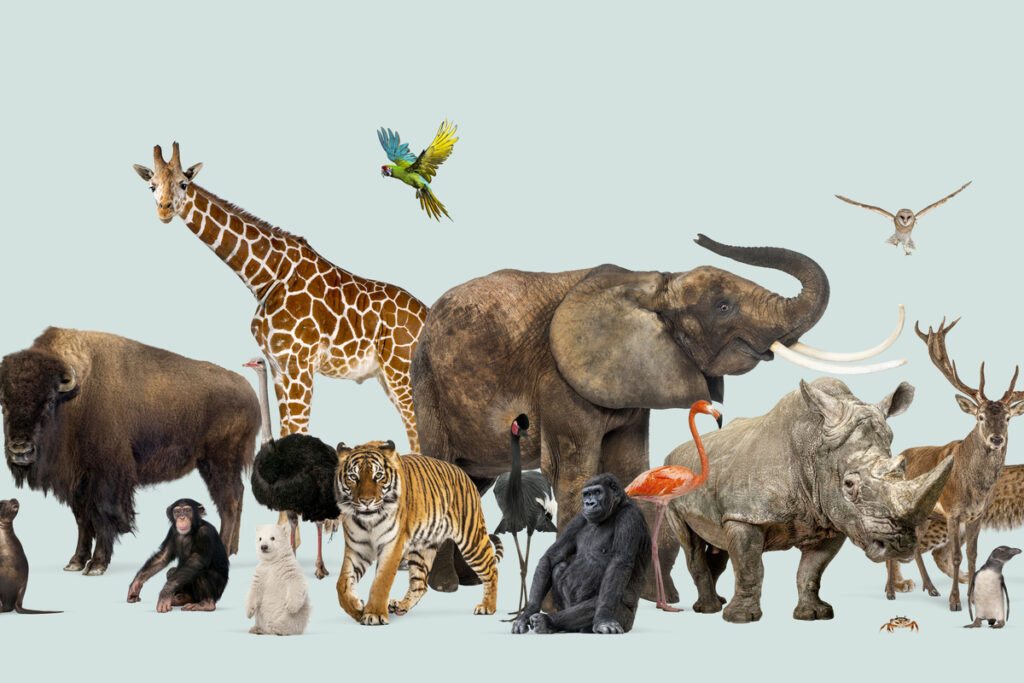 Большая группа диких животных