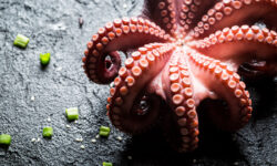 Жизнь и странности осьминогов глазами учёных Фиолетовый осьминог