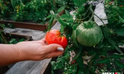 Грамотный полив томатов после высадки как секрет обильного урожая gramotnyj poliv tomatov posle vysadki kak sekret obilnogo urozhaya-ul-rks-ru-0