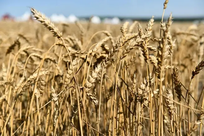 Рекордного урожая больше не увидим | Источник: Дмитрий Емельянов / E1.RU