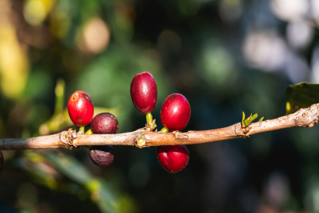 крупный план ярких кофейных ягод