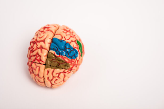 High angle view of colored parts on brain model on white background Модель мозга с цветными участками