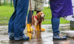 Татьяна Позднякова анонсировала перемены в погоде на выходных в Москве tatyana pozdnyakova anonsirovala peremeny v pogode na vyhodnyh v moskve-ul-rks-ru-0