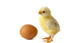 Вопросы, на которые не существует ответа Цыплёнок стоит рядом с яйцом