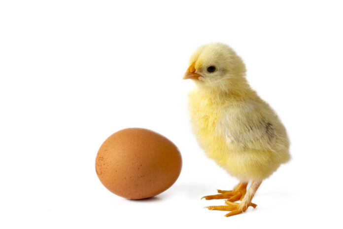 Цыплёнок стоит рядом с яйцом