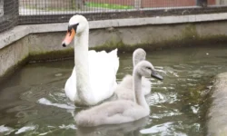 В Московском зоопарке появились птенцы японских журавлей и лебедей v moskovskom zooparke poyavilis ptenczy yaponskih zhuravlej i lebedej-ul-rks-ru-0