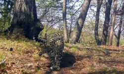 vtb i zemlya leoparda nazvali kotyonka sierra po itogam konkursa-ul-rks-ru-0