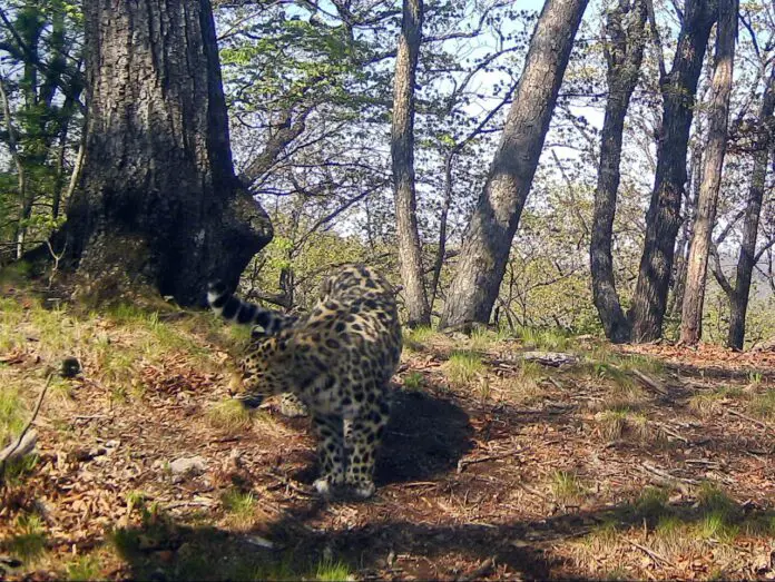 ВТБ и «Земля леопарда» назвали котёнка Сиерра по итогам конкурса-0