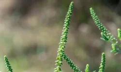 Амброзия является угрозой для аллергиков, советы экспертов ПНИПУ ambroziya yavlyaetsya ugrozoj dlya allergikov sovety ekspertov pnipu-ul-rks-ru-0