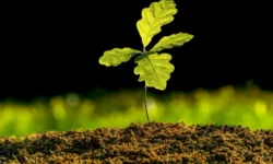 Инновационный подход к экологии Летнего сада от СПб ФИЦ РАН и Людмилы Бакиной innovaczionnyj podhod k ekologii letnego sada ot spb ficz ran i lyudmily bakinoj-ul-rks-ru-0