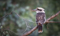 Необычный самец кукабарры из Университета Саншайн-Кост удивил ученых neobychnyj samecz kukabarry iz universiteta sanshajnkost udivil uchenyh-ul-rks-ru-0