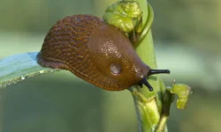 Ольга Трофимова и Михаил Воробьев предлагают советы по борьбе со слизнями olga trofimova i mihail vorobev predlagayut sovety po borbe so sliznyami-ul-rks-ru-0