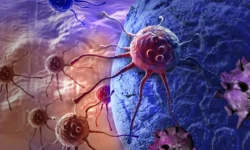 Токийский столичный университет обнаружил ключевую роль белка Fen1 в терапии рака tokijskij stolichnyj universitet obnaruzhil klyuchevuyu rol belka 1 v terapii raka-ul-rks-ru-0