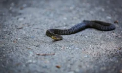 Во Владивостоке грибник спасён врачами Тысячекоечной больницы после укуса щитомордника vo vladivostoke gribnik spasyon vrachami tysyachekoechnoj bolniczy posle ukusa shhitomordnika-ul-rks-ru-0