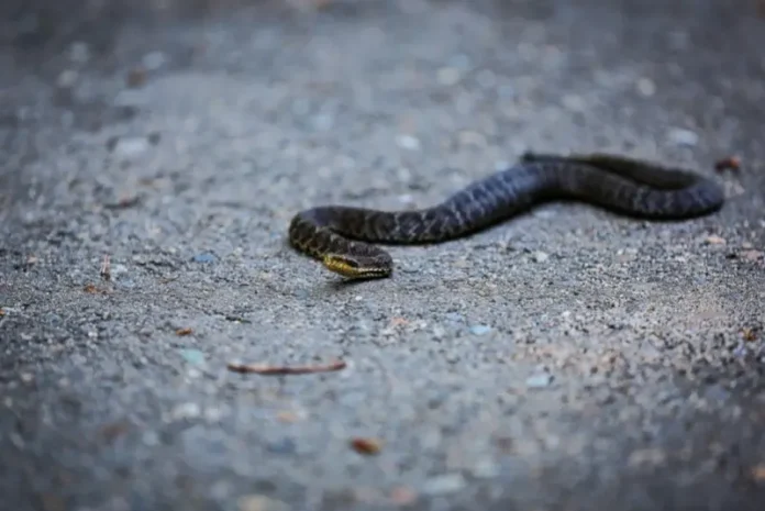vo vladivostoke gribnik spasyon vrachami tysyachekoechnoj bolniczy posle ukusa shhitomordnika-ul-rks-ru-0