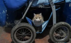 Юрий Саранчук из РЭУ имени Г. В. Плеханова о правилах хранения вещей в подъезде yurij saranchuk iz reu imeni g v plehanova o pravilah hraneniya veshhej v podezde-ul-rks-ru-0