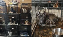 Эльдар Джарахов и MONA защищают Картину и Марию от DogTown eldar dzharahov i zashhishhayut kartinu i mariyu ot -ul-rks-ru-0